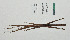  ( - WG1PHANT22-011)  @11 [ ] CreativeCommons - Attribution Share-Alike (2023) Unspecified Association pour la Systematique des Phasmes et l'Etude de leur Repartition