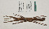 ( - WG1PHANT22-012)  @11 [ ] CreativeCommons - Attribution Share-Alike (2023) Unspecified Association pour la Systematique des Phasmes et l'Etude de leur Repartition