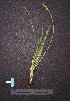  (Plantago macrocarpa - BHAK-05672)  @11 [ ] CreativeCommons - Attribution No Derivatives (2018) Hakai Institute Hakai Institute
