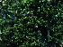  (Grimmia arcuatifolia - BHAK-16532)  @11 [ ] CreativeCommons Attribution Non-Commercial No Derivatives (2025) Matt Lemay Hakai Institute
