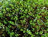  (Polytrichum commune - BHAK-16542)  @11 [ ] CreativeCommons Attribution Non-Commercial No Derivatives (2025) Matt Lemay Hakai Institute
