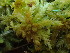  (Sphagnum palustre - BHAK-16555)  @11 [ ] CreativeCommons Attribution Non-Commercial No Derivatives (2025) Matt Lemay Hakai Institute