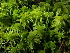  (Sphagnum pacificum - BHAK-16559)  @11 [ ] CreativeCommons Attribution Non-Commercial No Derivatives (2025) Matt Lemay Hakai Institute