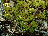  (Sphagnum papillosum - BHAK-16563)  @11 [ ] CreativeCommons Attribution Non-Commercial No Derivatives (2025) Matt Lemay Hakai Institute