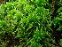  (Sphagnum rubiginosum - BHAK-16579)  @11 [ ] CreativeCommons Attribution Non-Commercial No Derivatives (2025) Matt Lemay Hakai Institute