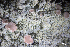  ( - L-788)  @11 [ ] CreativeCommons Attribution Non-Commercial No Derivatives (2018) Matt Lemay Hakai Institute