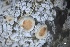  (Ochrolechia oregonensis - L-793)  @11 [ ] CreativeCommons Attribution Non-Commercial No Derivatives (2018) Matt Lemay Hakai Institute