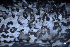  ( - L-830)  @11 [ ] CreativeCommons Attribution Non-Commercial No Derivatives (2018) Matt Lemay Hakai Institute