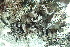 ( - L-777)  @11 [ ] CreativeCommons Attribution Non-Commercial No Derivatives (2018) Matt Lemay Hakai Institute