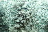  (Umbilicaria polyrrhiza - L-774)  @11 [ ] CreativeCommons Attribution Non-Commercial No Derivatives (2018) Matt Lemay Hakai Institute