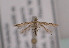  (Acrocercops cocciferellum - TLMF Lep 03528)  @12 [ ] CreativeCommons - Attribution Non-Commercial Share-Alike (2011) Peter Huemer Tiroler Landesmuseum Ferdinandeum