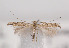  ( - TLMF Lep 03560)  @11 [ ] CreativeCommons - Attribution Non-Commercial Share-Alike (2011) Peter Huemer Tiroler Landesmuseum Ferdinandeum