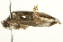  ( - BIOUG01292-E03)  @13 [ ] CreativeCommons - Attribution (2012) CBG Photography Group Centre for Biodiversity Genomics