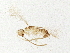  ( - BIOUG01501-F07)  @13 [ ] CreativeCommons - Attribution (2013) CBG Photography Group Centre for Biodiversity Genomics
