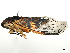  ( - CBG-A58695-C06)  @11 [ ] CreativeCommons - Attribution (2025) CBG Photography Group Centre for Biodiversity Genomics