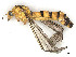  ( - CBG-A58695-G09)  @11 [ ] CreativeCommons - Attribution (2025) CBG Photography Group Centre for Biodiversity Genomics