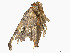  ( - CBG-A58696-A02)  @11 [ ] CreativeCommons - Attribution (2025) CBG Photography Group Centre for Biodiversity Genomics