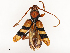  (Aridaeus - CBG-A65365-A01)  @11 [ ] CreativeCommons - Attribution Share - Alike (2025) CBG Photography Group Centre for Biodiversity Genomics