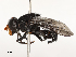  ( - CBG-A65368-A10)  @11 [ ] CreativeCommons - Attribution Share - Alike (2025) CBG Photography Group Centre for Biodiversity Genomics