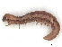  ( - CBG-A65368-H08)  @11 [ ] CreativeCommons - Attribution Share - Alike (2025) CBG Photography Group Centre for Biodiversity Genomics
