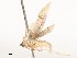  ( - CBG-A65369-D10)  @11 [ ] CreativeCommons - Attribution Share - Alike (2025) CBG Photography Group Centre for Biodiversity Genomics