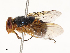  (Hemipyrellia fergusoni - CBG-A65370-G07)  @11 [ ] CreativeCommons - Attribution Share - Alike (2025) CBG Photography Group Centre for Biodiversity Genomics