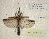  ( - WG1PHANT23-080)  @11 [ ] Copyright (2023) Yannick BELLANGER ASPER (Association pour la Systématique des Phasmes et l'Etude de leur Répartition)