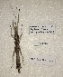  ( - WG1PHANT23-090)  @11 [ ] Copyright (2023) Yannick BELLANGER ASPER (Association pour la Systématique des Phasmes et l'Etude de leur Répartition)