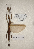  ( - WG1PHANT23-091)  @11 [ ] Copyright (2023) Yannick BELLANGER ASPER (Association pour la Systématique des Phasmes et l'Etude de leur Répartition)