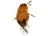  (Leiodes pygmaea - BIOUG01144-F08)  @14 [ ] CreativeCommons - Attribution (2011) CBG Photography Group Centre for Biodiversity Genomics