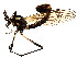  ( - BIOUG00992-E08)  @13 [ ] CreativeCommons - Attribution (2011) CBG Photography Group Centre for Biodiversity Genomics