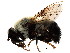  ( - BIOUG00992-F10)  @14 [ ] CreativeCommons - Attribution (2011) CBG Photography Group Centre for Biodiversity Genomics