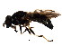  ( - BIOUG00992-F12)  @12 [ ] CreativeCommons - Attribution (2011) CBG Photography Group Centre for Biodiversity Genomics