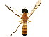  ( - BIOUG00992-G08)  @13 [ ] CreativeCommons - Attribution (2011) CBG Photography Group Centre for Biodiversity Genomics