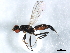  ( - BIOUG01347-C06)  @11 [ ] CreativeCommons - Attribution (2011) CBG Photography Group Centre for Biodiversity Genomics