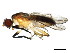  ( - BIOUG01347-D03)  @13 [ ] CreativeCommons - Attribution (2011) CBG Photography Group Centre for Biodiversity Genomics