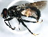  ( - BIOUG01347-E10)  @13 [ ] CreativeCommons - Attribution (2011) CBG Photography Group Centre for Biodiversity Genomics