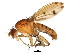 ( - BIOUG01349-A10)  @15 [ ] CreativeCommons - Attribution (2011) CBG Photography Group Centre for Biodiversity Genomics