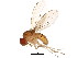  (Drosophila falleni - BIOUG01352-H11)  @15 [ ] CreativeCommons - Attribution (2011) CBG Photography Group Centre for Biodiversity Genomics