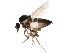  (Forcipomyia sp. 2ES - BIOUG01360-G11)  @13 [ ] CreativeCommons - Attribution (2012) CBG Photography Group Centre for Biodiversity Genomics