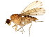  (Suillia sp. JKS-346 - BIOUG01364-E09)  @14 [ ] CreativeCommons - Attribution (2012) CBG Photography Group Centre for Biodiversity Genomics
