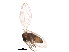  ( - BIOUG01389-C12)  @12 [ ] CreativeCommons - Attribution (2012) CBG Photography Group Centre for Biodiversity Genomics