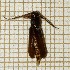  (Phymatodes aereus - LVHOMED33)  @11 [ ] CreativeCommons - Attribution Share-Alike (2021) Unspecified URZF Unite de Recherche Zoologie Forestiere INRA