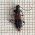  ( - LVHOMED37)  @11 [ ] CreativeCommons - Attribution Share-Alike (2021) Unspecified URZF Unite de Recherche Zoologie Forestiere INRA