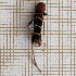  (Phymatodes varius - LVHOMED39)  @11 [ ] CreativeCommons - Attribution Share-Alike (2021) Unspecified URZF Unite de Recherche Zoologie Forestiere INRA