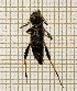  ( - LVHOMED29bis)  @11 [ ] CreativeCommons  Attribution Non-Commercial Share-Alike (2021) Loïs Veillat Institut National de la Recherche Agronomique, Zoologie Forestiere