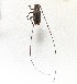  ( - LVHOMED315)  @11 [ ] CreativeCommons - Attribution Share-Alike (2022) Lois Veillat Institut National de la Recherche Agronomique, Zoologie Forestiere