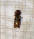  ( - LVHOMED60)  @11 [ ] CreativeCommons  Attribution Non-Commercial Share-Alike (2021) Loïs Veillat Institut National de la Recherche Agronomique, Zoologie Forestiere