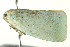  (Flatormenis - PHFLO-0051)  @14 [ ] CreativeCommons - Attribution (2010) CBG Photography Group Centre for Biodiversity Genomics