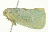  ( - PHFLO-0052)  @14 [ ] CreativeCommons - Attribution (2010) CBG Photography Group Centre for Biodiversity Genomics